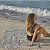 Пештемаль Maison Dor MARINE BEACH компас